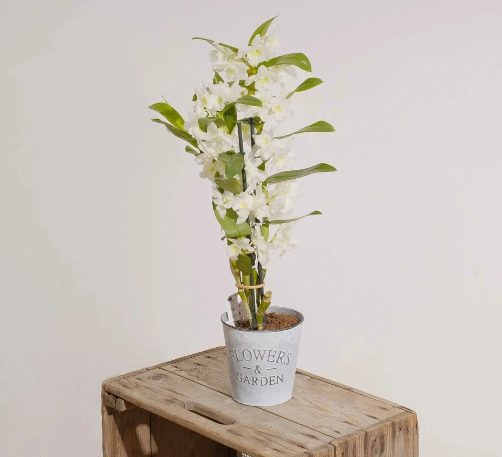 Dendrobium 1 Dendrobium