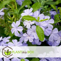 Plumbago Auriculata - Set De 6 - Grimpante Fleurie - Pot 9cm - Hauteur 25-40cm 7 Plumbago Auriculata - Set De 6 - Grimpante Fleurie - Pot 9cm - Hauteur 25-40cm -Promos Botanivea Boutique 64594c844e6b83.51847532