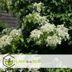 Hortensia Petiolaris - Set De 6 - Hortensia Grimpant - Pot 9cm - Hauteur 25-40cm -Promos Botanivea Boutique 64594c8e24d139.12664719