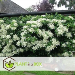 Hortensia Petiolaris - Set De 6 - Hortensia Grimpant - Pot 9cm - Hauteur 25-40cm -Promos Botanivea Boutique 64594c8e465149.53064897