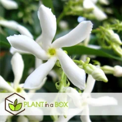 Jasmin Xl - Plante Grimpante - Pot 17cm - Hauteur 110-120cm 8 Jasmin Xl - Plante Grimpante - Pot 17cm - Hauteur 110-120cm -Promos Botanivea Boutique 64594d518051c7.91127759