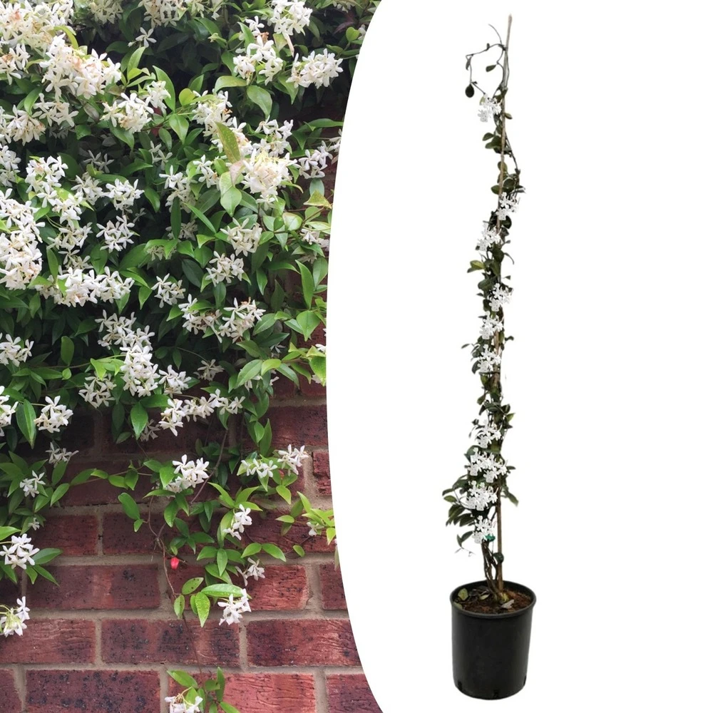 Jasmin Xl - Plante Grimpante - Pot 17cm - Hauteur 110-120cm 1 Jasmin Xl - Plante Grimpante - Pot 17cm - Hauteur 110-120cm