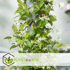 Jasmin Xl - Plante Grimpante - Pot 17cm - Hauteur 110-120cm 7 Jasmin Xl - Plante Grimpante - Pot 17cm - Hauteur 110-120cm -Promos Botanivea Boutique 64594d518cf5e8.44702787