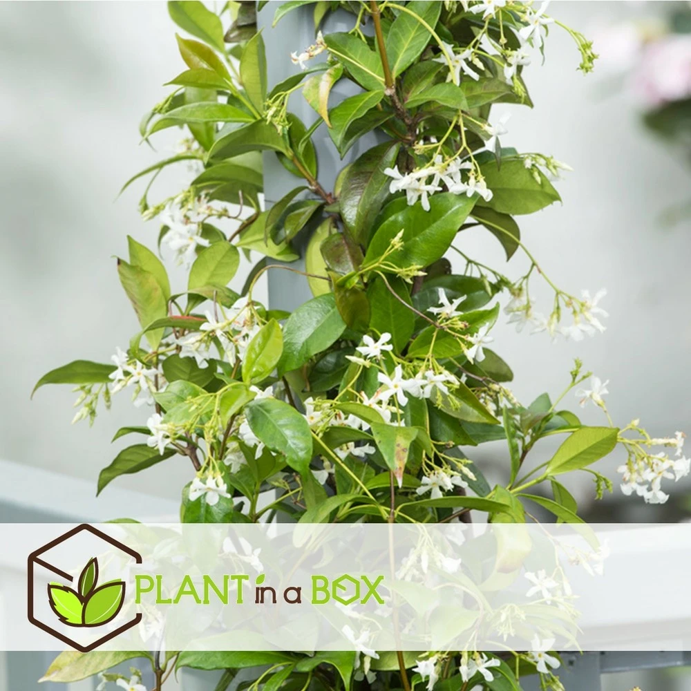 Jasmin Xl - Plante Grimpante - Pot 17cm - Hauteur 110-120cm 3 Jasmin Xl - Plante Grimpante - Pot 17cm - Hauteur 110-120cm – Image 3