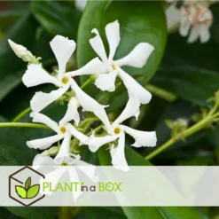 Jasmin Xl - Plante Grimpante - Pot 17cm - Hauteur 110-120cm 9 Jasmin Xl - Plante Grimpante - Pot 17cm - Hauteur 110-120cm -Promos Botanivea Boutique 64594d519ae3a7.69029603