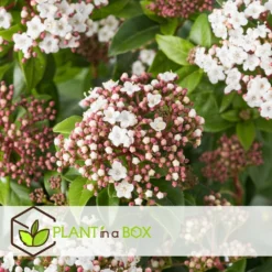 Viburnum Tinus - Set De 4 - Véritable Laurier - Pot 17cm - Hauteur 25-40cm -Promos Botanivea Boutique 64594fc73be811.42083201