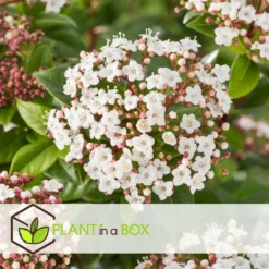 Viburnum Tinus - Set De 4 - Véritable Laurier - Pot 17cm - Hauteur 25-40cm -Promos Botanivea Boutique 64594fc7449982.12702596