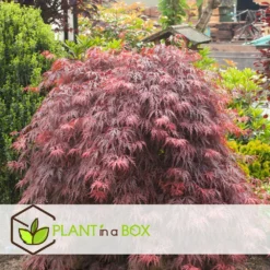 Acer Palmatum 'garnet' - Set De 2 - Erable - Pot 19cm - Hauteur 60-70cm -Promos Botanivea Boutique 64594fca26f953.48731481
