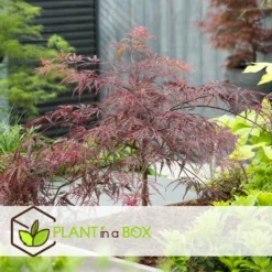Acer Palmatum 'garnet' - Set De 2 - Erable - Pot 19cm - Hauteur 60-70cm -Promos Botanivea Boutique 64594fca3d1201.97776738