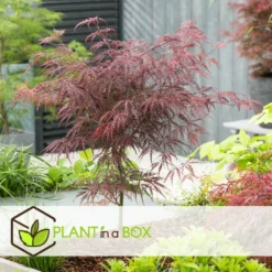 Acer Palmatum 'garnet' - Set De 2 - Erable - Pot 19cm - Hauteur 60-70cm -Promos Botanivea Boutique 64594fca4b0651.02108510