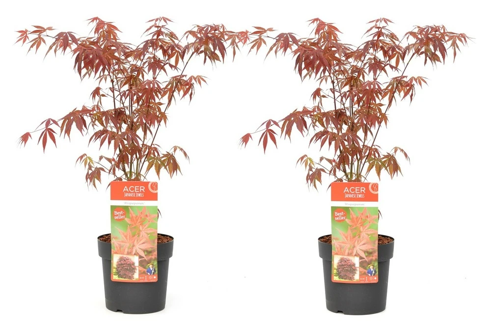 Acer Palmatum 'atropurpureum' - Set De 2 - Erable - Pot 19cm - Hauteur 60-70cm 1 Acer Palmatum 'atropurpureum' - Set De 2 - Erable - Pot 19cm - Hauteur 60-70cm
