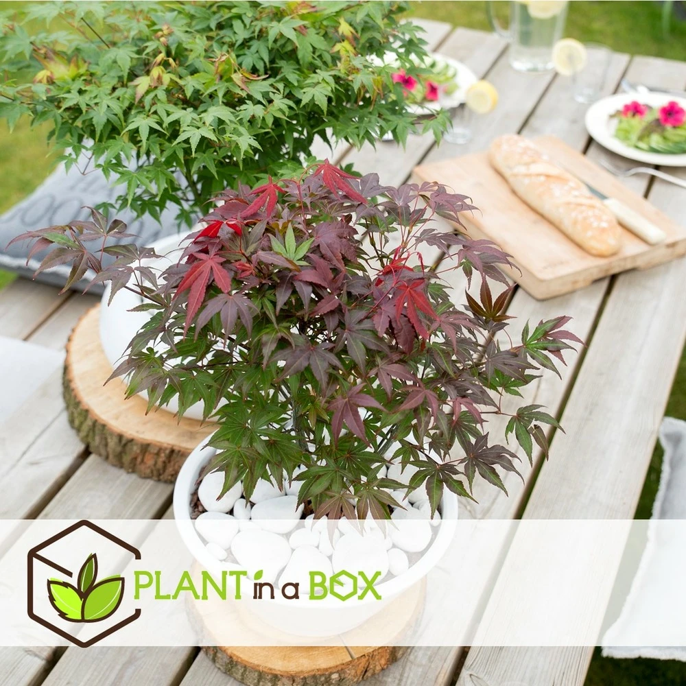 Acer Palmatum 'atropurpureum' - Set De 2 - Erable - Pot 19cm - Hauteur 60-70cm 2 Acer Palmatum 'atropurpureum' - Set De 2 - Erable - Pot 19cm - Hauteur 60-70cm – Image 2