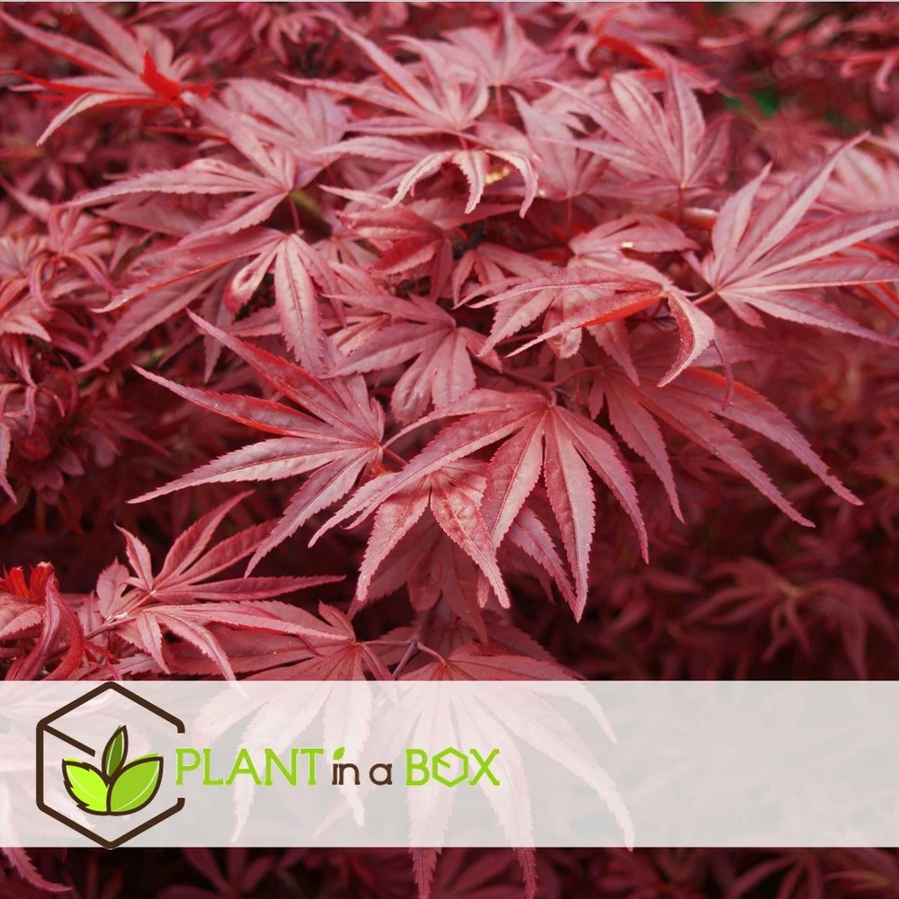 Acer Palmatum 'atropurpureum' - Set De 2 - Erable - Pot 19cm - Hauteur 60-70cm 4 Acer Palmatum 'atropurpureum' - Set De 2 - Erable - Pot 19cm - Hauteur 60-70cm – Image 4