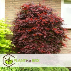 Acer Palmatum 'atropurpureum' - Set De 2 - Erable - Pot 19cm - Hauteur 60-70cm 9 Acer Palmatum 'atropurpureum' - Set De 2 - Erable - Pot 19cm - Hauteur 60-70cm -Promos Botanivea Boutique 64594fdc9db923.88068489