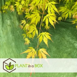 Érable Du Japon 'orange Lace' - érable Du Japon - Pot 19 - Hauteur 60-70cm -Promos Botanivea Boutique 64594fe370eab8.96202355