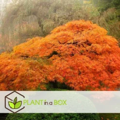Érable Du Japon 'orange Lace' - érable Du Japon - Pot 19 - Hauteur 60-70cm -Promos Botanivea Boutique 64594fe398ecf4.82427058