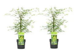 Acer Palmatum 'emerald Lace' - Set De 2 - Erable - Pot 19cm - Hauteur 60-70cm