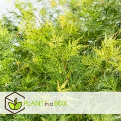 Acer Palmatum 'emerald Lace' - Set De 2 - Erable - Pot 19cm - Hauteur 60-70cm -Promos Botanivea Boutique 64594fe7701380.01292774