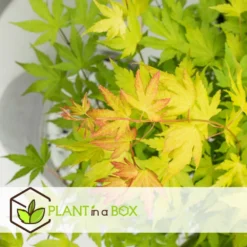 Acer 'orange Dream' - Set De 2 - Erable Japonais - Pot 19cm - Hauteur 60-70cm -Promos Botanivea Boutique 64594fee6b73d3.76688745