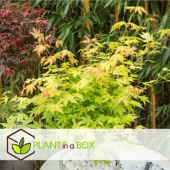 Acer 'orange Dream' - Set De 2 - Erable Japonais - Pot 19cm - Hauteur 60-70cm -Promos Botanivea Boutique 64594fee93e6f8.30303969