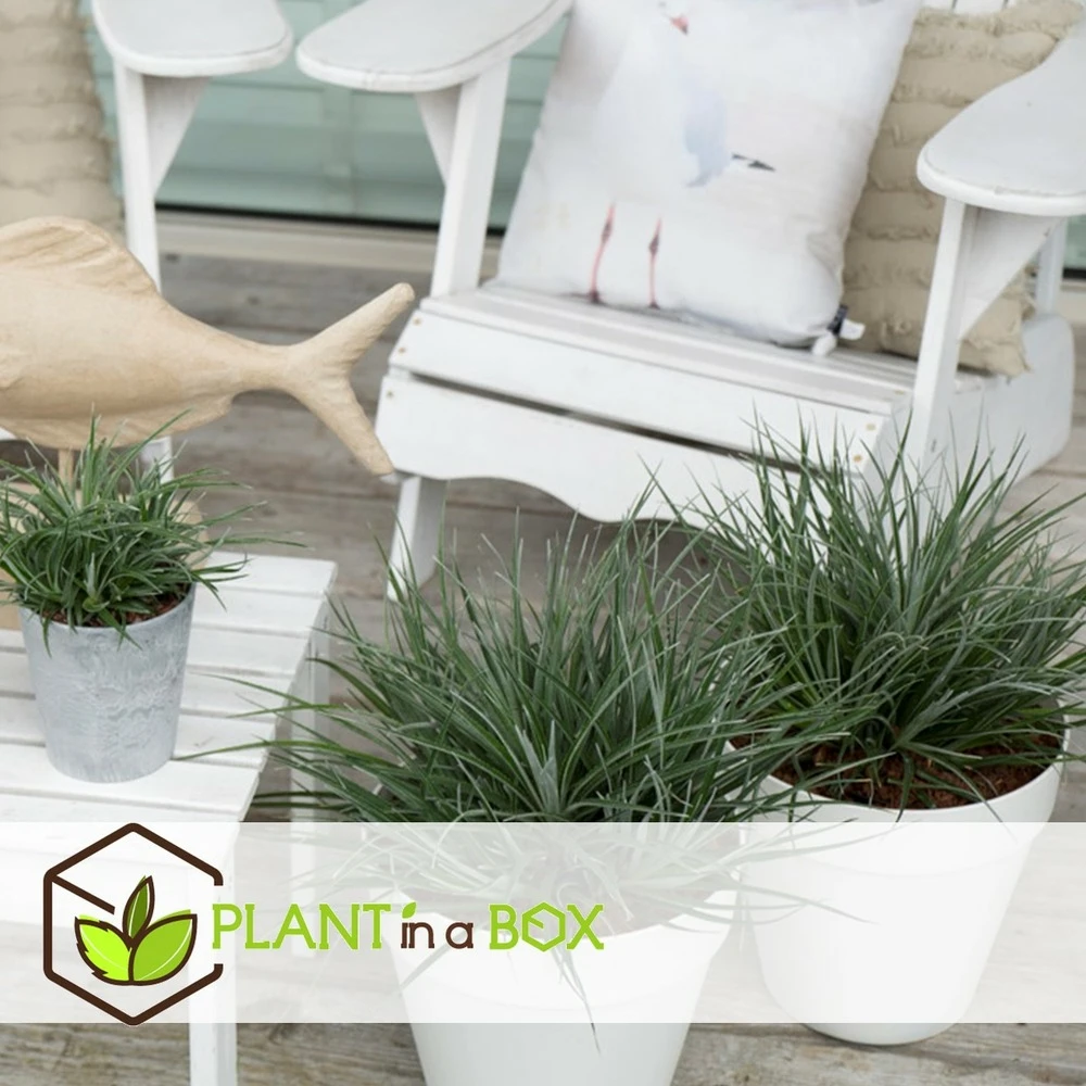 Fascicularia - Set De 2 - Feuilles Bleu-gris - Pot 13cm - Hauteur 20-30cm 2 Fascicularia - Set De 2 - Feuilles Bleu-gris - Pot 13cm - Hauteur 20-30cm – Image 2