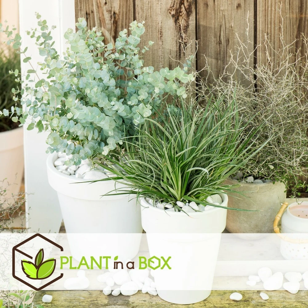 Fascicularia - Set De 2 - Feuilles Bleu-gris - Pot 13cm - Hauteur 20-30cm 4 Fascicularia - Set De 2 - Feuilles Bleu-gris - Pot 13cm - Hauteur 20-30cm – Image 4