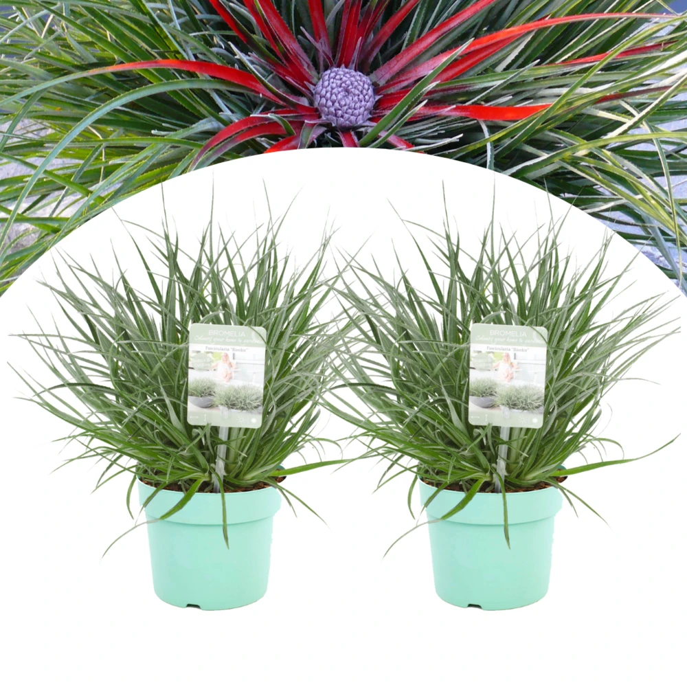 Fascicularia - Set De 2 - Feuilles Bleu-gris - Pot 13cm - Hauteur 20-30cm 1 Fascicularia - Set De 2 - Feuilles Bleu-gris - Pot 13cm - Hauteur 20-30cm
