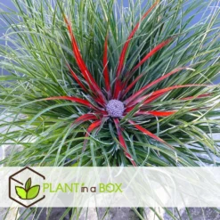 Fascicularia - Set De 2 - Feuilles Bleu-gris - Pot 13cm - Hauteur 20-30cm 7 Fascicularia - Set De 2 - Feuilles Bleu-gris - Pot 13cm - Hauteur 20-30cm -Promos Botanivea Boutique 64594ff35d31b3.50303557