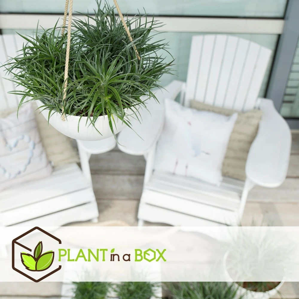 Fascicularia - Set De 2 - Feuilles Bleu-gris - Pot 13cm - Hauteur 20-30cm 5 Fascicularia - Set De 2 - Feuilles Bleu-gris - Pot 13cm - Hauteur 20-30cm – Image 5