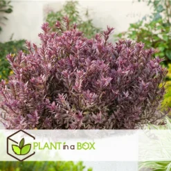 Hebe Pinguifolia - Mélange De 12 - Arbuste - Pot 10.5cm - Hauteur 15-20cm -Promos Botanivea Boutique 6459500e64f3c6.09711097