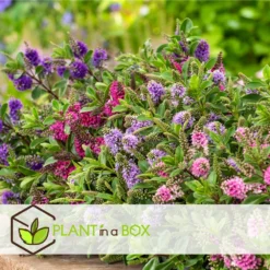 Hebe Pinguifolia - Mélange De 12 - Arbuste - Pot 10.5cm - Hauteur 15-20cm -Promos Botanivea Boutique 6459500e708ff1.21350477