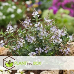 Hebe Pinguifolia - Mélange De 12 - Arbuste - Pot 10.5cm - Hauteur 15-20cm -Promos Botanivea Boutique 6459500e849c88.75910708