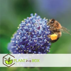 Ceanothus Thyrsiflorus Repens - Set De 2 - Arbuste - Pot 17cm - Hauteur 60-70cm -Promos Botanivea Boutique 6459513fd62423.36549364