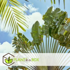 Ravenala Madagascariensis - Set De 6 - Palmier - Pot 9cm - Hauteur 25-40cm -Promos Botanivea Boutique 6459514a4d3af4.73981020