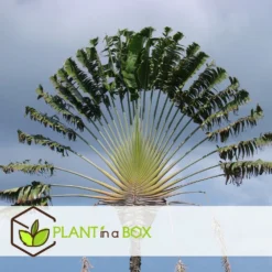 Ravenala Madagascariensis - Set De 6 - Palmier - Pot 9cm - Hauteur 25-40cm -Promos Botanivea Boutique 6459514a638d88.90406025