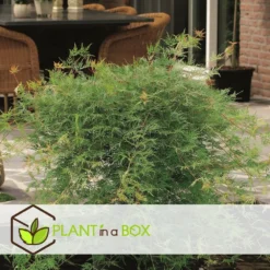 Acer Palmatum 'emerald Lace' - érable Du Japon - Pot 19cm - Hauteur 60-70cm -Promos Botanivea Boutique 64595151614980.17326622