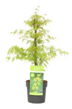 Acer Palmatum 'emerald Lace' - érable Du Japon - Pot 19cm - Hauteur 60-70cm