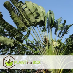 Ravenala Madagascariensis - Set De 3 - Palmier - Pot 9cm - Hauteur 25-40cm 8 Ravenala Madagascariensis - Set De 3 - Palmier - Pot 9cm - Hauteur 25-40cm -Promos Botanivea Boutique 6459515dbfa1c9.26075985
