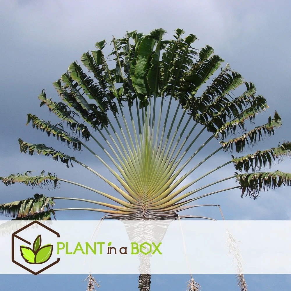 Ravenala Madagascariensis - Set De 3 - Palmier - Pot 9cm - Hauteur 25-40cm 5 Ravenala Madagascariensis - Set De 3 - Palmier - Pot 9cm - Hauteur 25-40cm – Image 5