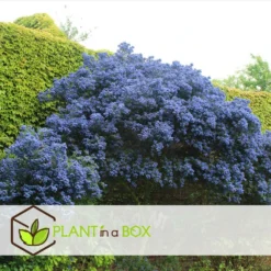 Ceanothus Thyrsiflorus Repens - Arbuste - Pot 17cm - Hauteur 60-70cm -Promos Botanivea Boutique 64595167264cf5.38010472