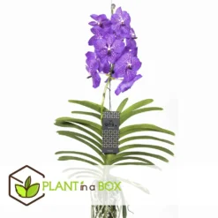 Vanda New Blue - Orchidée Tropicale - Magnifique Couleurs - Hauteur 50-60cm -Promos Botanivea Boutique 64595223977a18.64238423