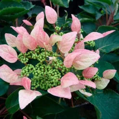Schizophragma Hydrangeoides 'roseum' - Schizophragma Hydrangeoides 3l 6 Schizophragma Hydrangeoides 'roseum' - Schizophragma Hydrangeoides 3l -Promos Botanivea Boutique 645d6487257c62.48362982