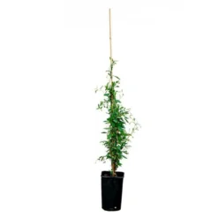 Sollya Heterophylla "alba" - Sollya Heterophylla 3l -Promos Botanivea Boutique 6462273d4d69c0.06698975