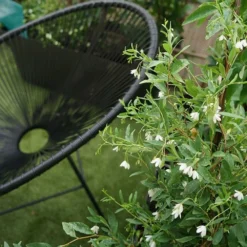 Sollya Heterophylla "alba" - Sollya Heterophylla 3l -Promos Botanivea Boutique 6462273d5708b7.55576589