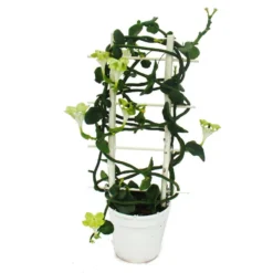Bougeoir Grimpant - Ceropegia Sandersonii - Pot De 12cm