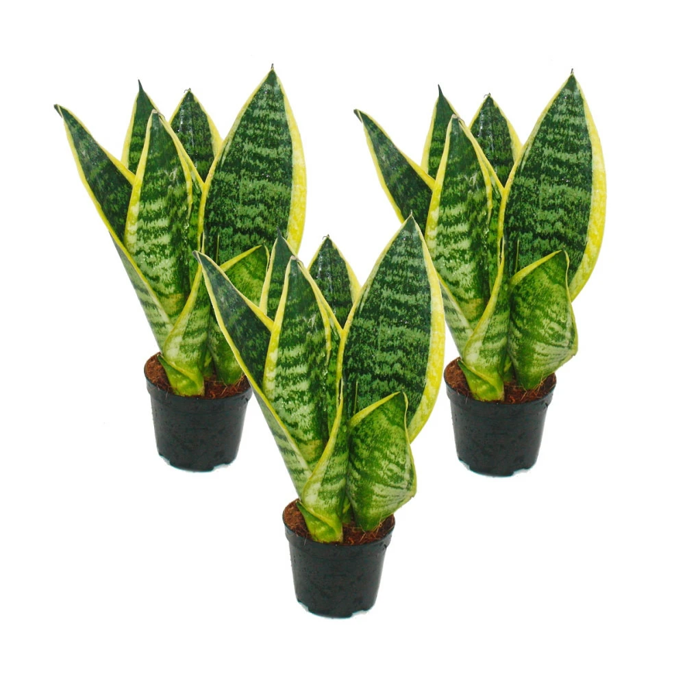 Lot De 3 Sanseveria Laurentii Trafasciata - Chanvre Vert-jaune - Pot De 9cm, Hauteur Totale Env. 20-25cm 1 Lot De 3 Sanseveria Laurentii Trafasciata - Chanvre Vert-jaune - Pot De 9cm, Hauteur Totale Env. 20-25cm