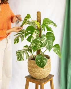 Plante D'intérieur - Monstera Deliciosa Variegata Xl 80cm