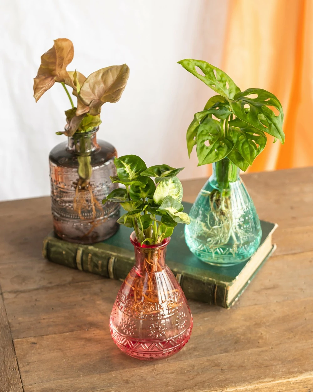 Plante D'intérieur - Salina Trio De Plantes En Hydroculture - Rose 11cm 1 Plante D'intérieur - Salina Trio De Plantes En Hydroculture - Rose 11cm