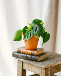 Plante D'intérieur - Philodendron Scandens Brazil M 10cm