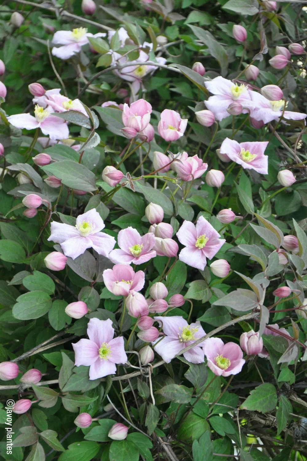 Clématite 'mayleen' - 3l 1 Clématite 'mayleen' - 3l